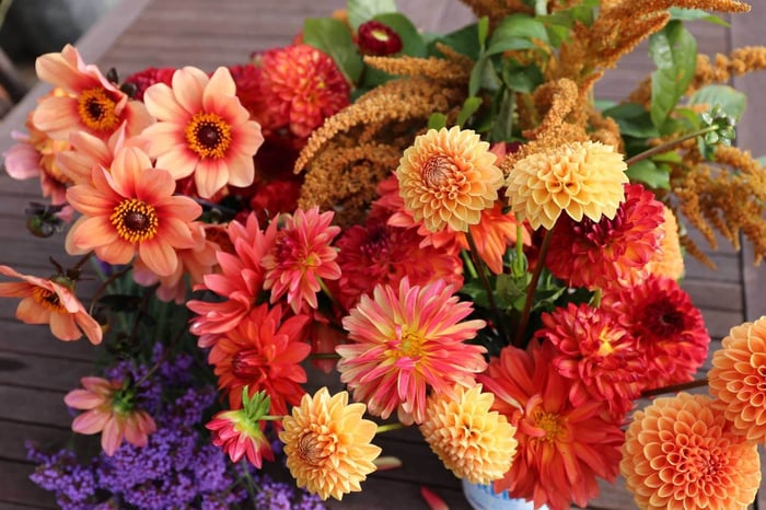8 Tips for Growing Better Dahlias - Longfield-Gardens