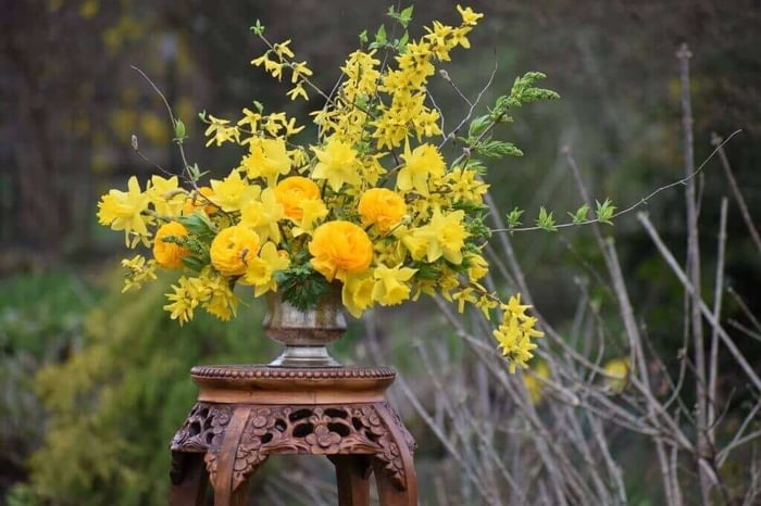 Tips for Using Daffodils as Cut Flowers - Longfield Gardens