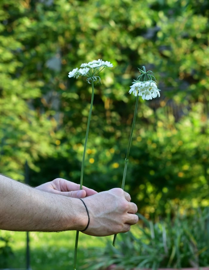 How to Get the Longest Vase Life from Fresh Cut Flowers - Longfield Gardens