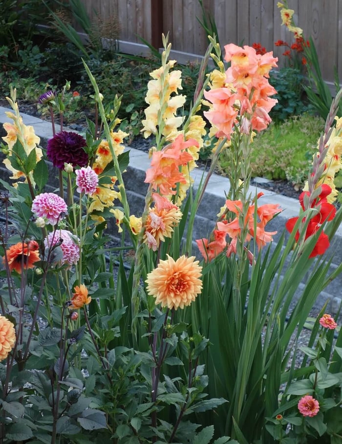 A Backyard Cutting Garden Takes Shape - Longfield Gardens