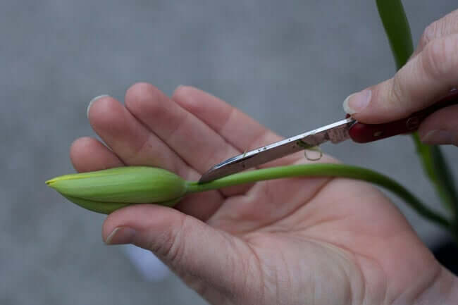Expert Tips for Cutting and Arranging Spring Flowers - Longfield Gardens