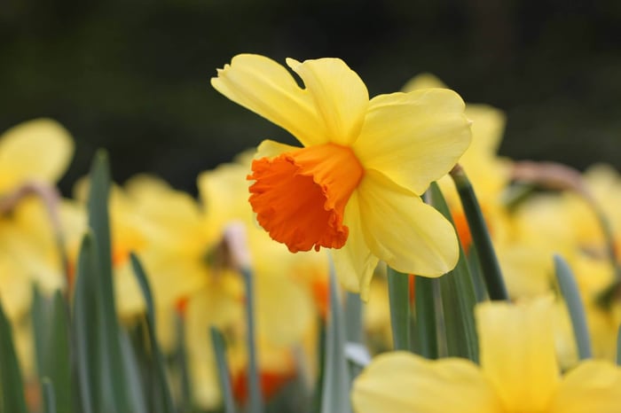 daff.jpg?v=1765890889