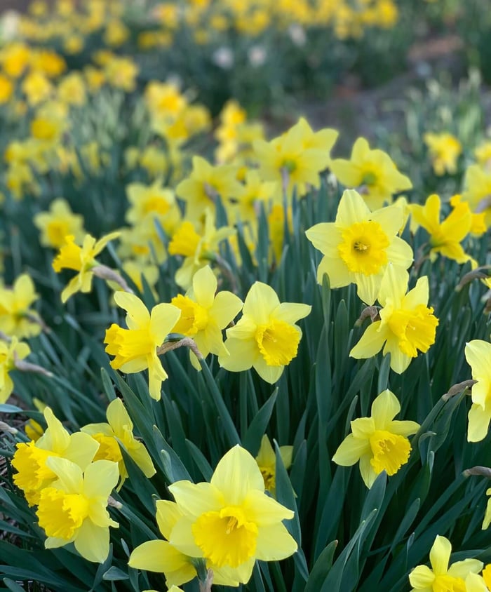 How to Use Yellow in Your Flower Garden - Longfield Gardens