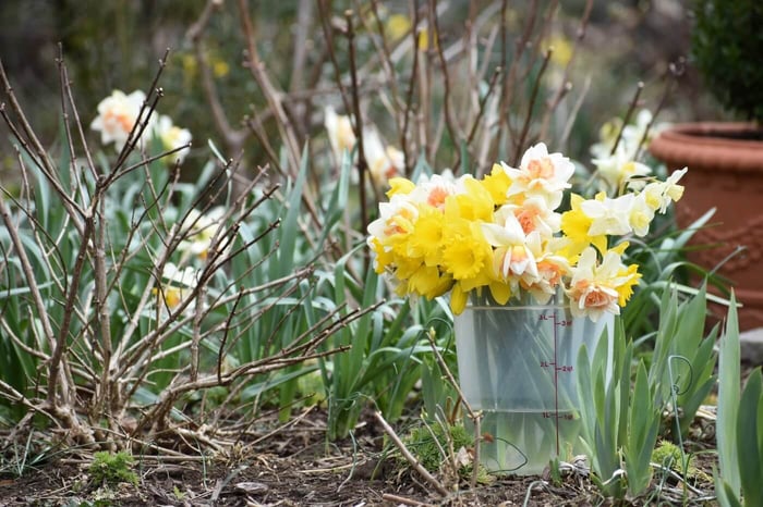 Best Techniques for Cutting Daffodils, Tulips, and Hyacinths Longfield Gardens