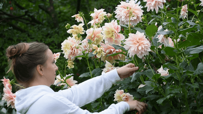 Managing Dahlias for Maximum Blooms Longfield Gardens