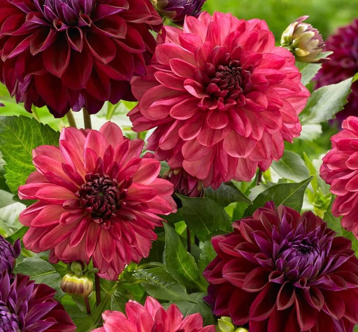 New Dahlias for Your 2019 Flower Garden - Longfield Gardens