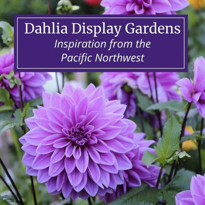 Dahlia-Display-Gardens-Longfield-Gardens