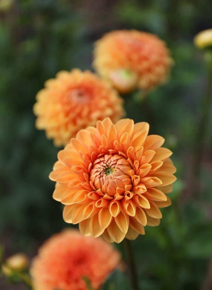 New-Flowers-for-Your 2020 Garden - Longfield Gardens