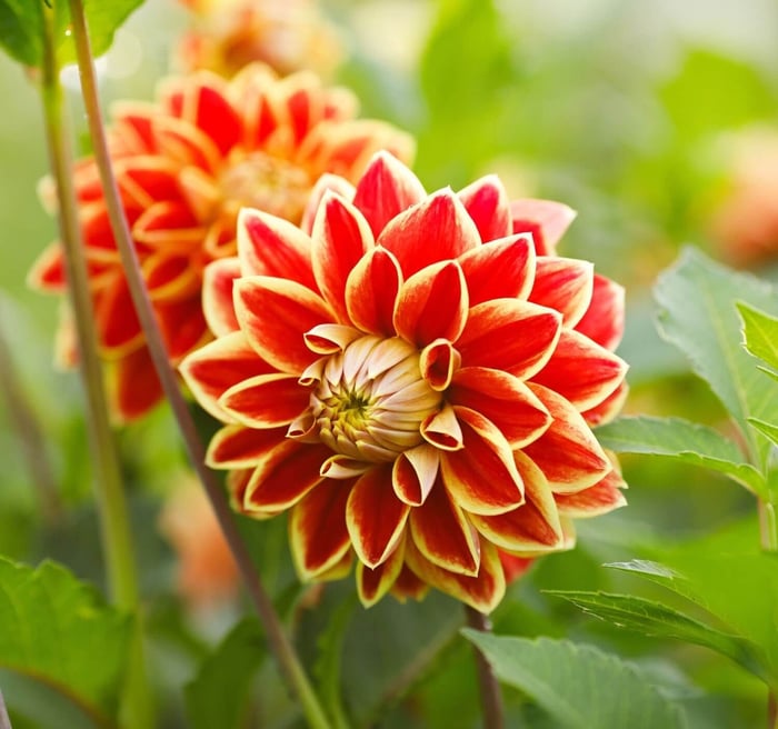 New-Flowers-for-Your-2020-Garden - Longfield Gardens