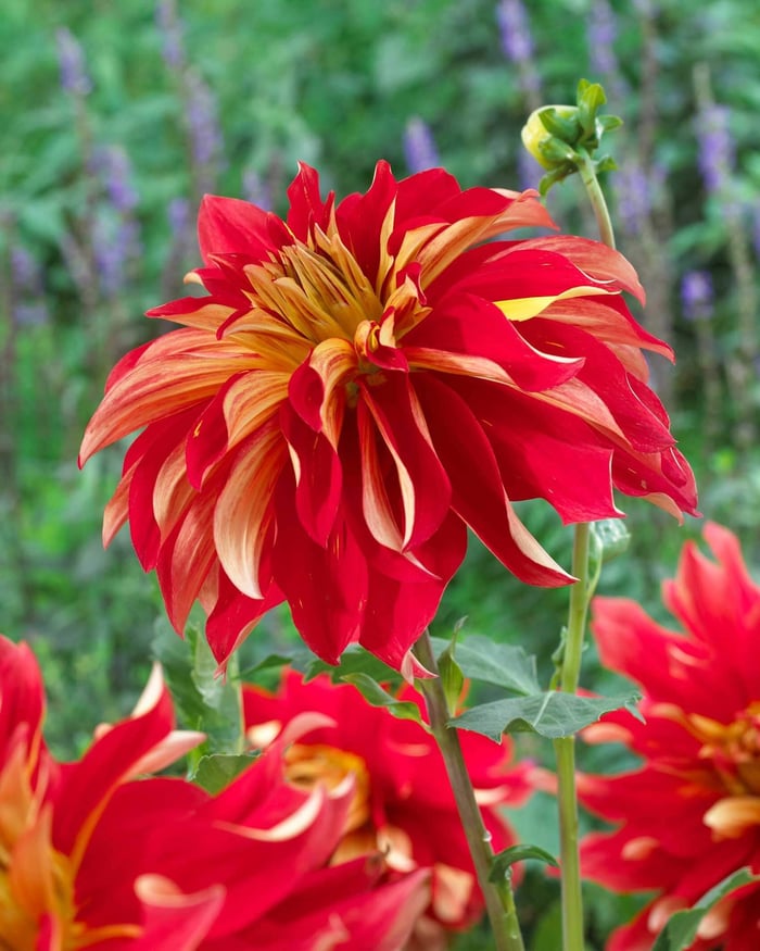 dahlia-nick-sr.jpg
