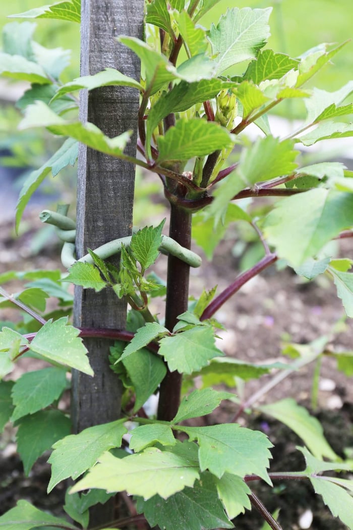 Best Options for Staking Dahlias - Longfield Gardens