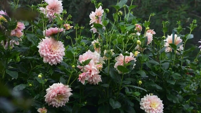 Managing Dahlias for Maximum Blooms Longfield Gardens