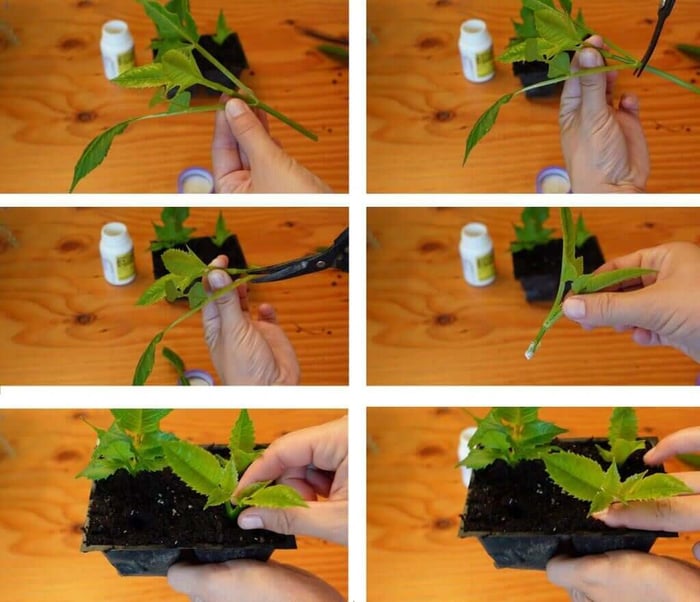 Managing Dahlias for Maximum Blooms Longfield Gardens