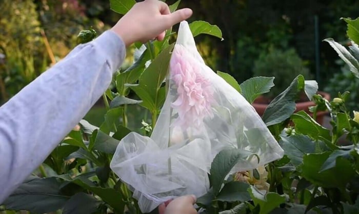 Managing Dahlias for Maximum Blooms Longfield Gardens