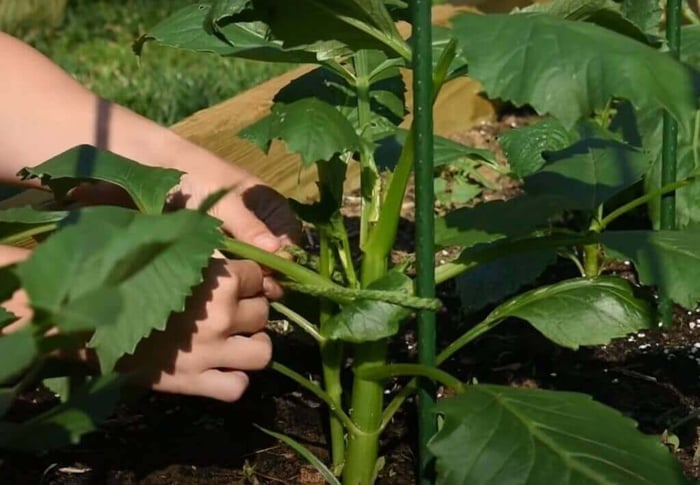 Managing Dahlias for Maximum Blooms Longfield Gardens
