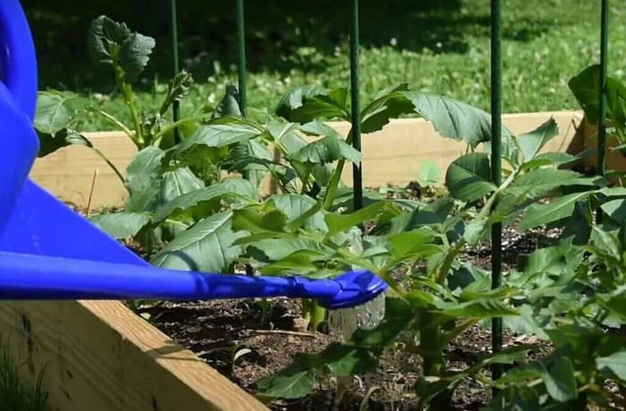 Managing Dahlias for Maximum Blooms Longfield Gardens