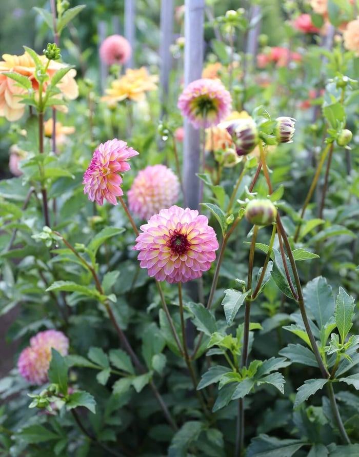 How and Why to Deadhead Flowers - Longfield Gardens