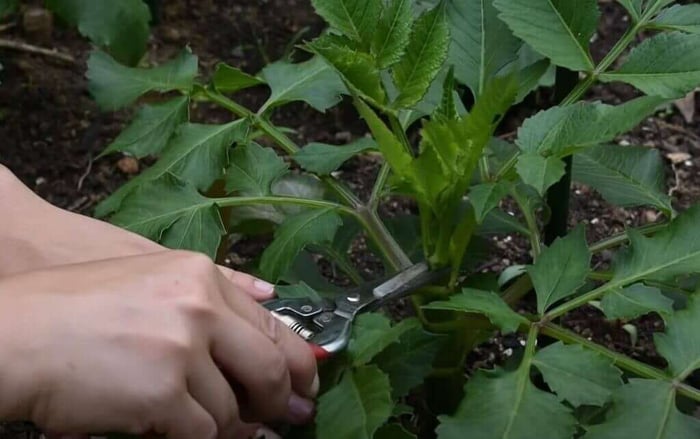Managing Dahlias for Maximum Blooms Longfield Gardens