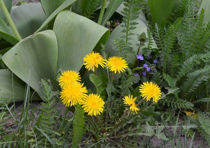 6-Tips-for-Controlling-Weeds-in-Your-Flower-Garden-Longfield-Gardens