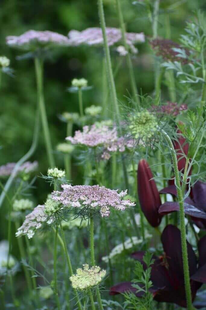 Best fillers for a cut flower garden Longfield Gardens