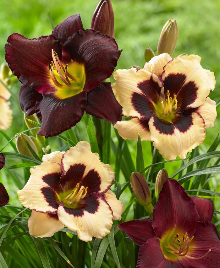 5 Tips for Growing Daylilies - Longfield Gardens
