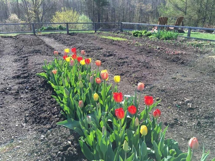 Out with Tomatoes in with Tulips - Longfield-Gardens