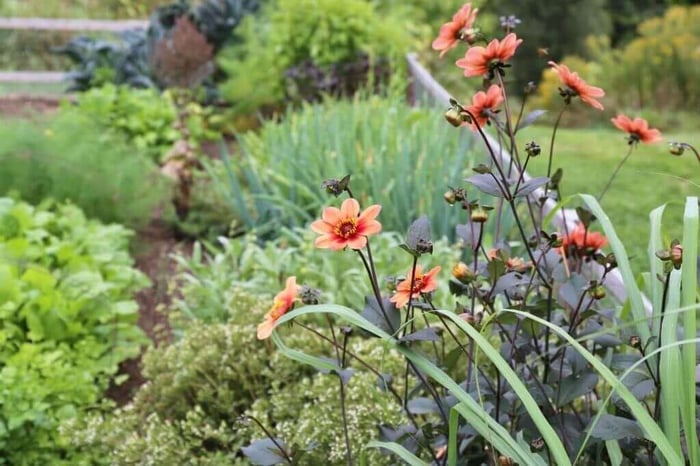 Flower Bulbs with Vegetables - Longfield Gardens