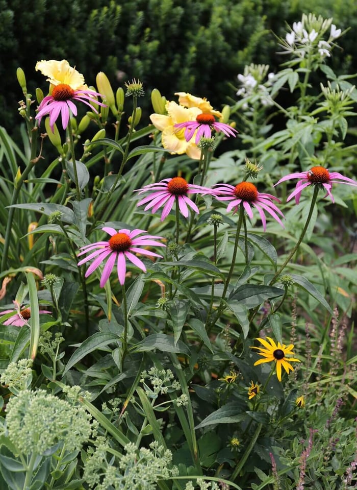 Cutting Garden Annuals to Grow from Seed - Longfield Gardens