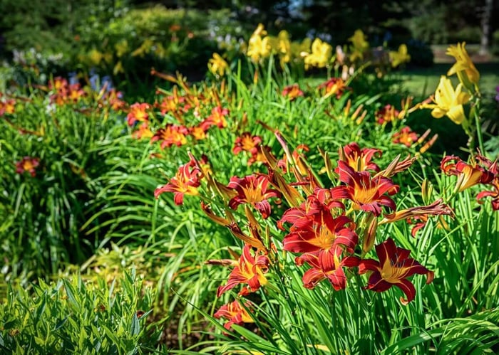 daylilies