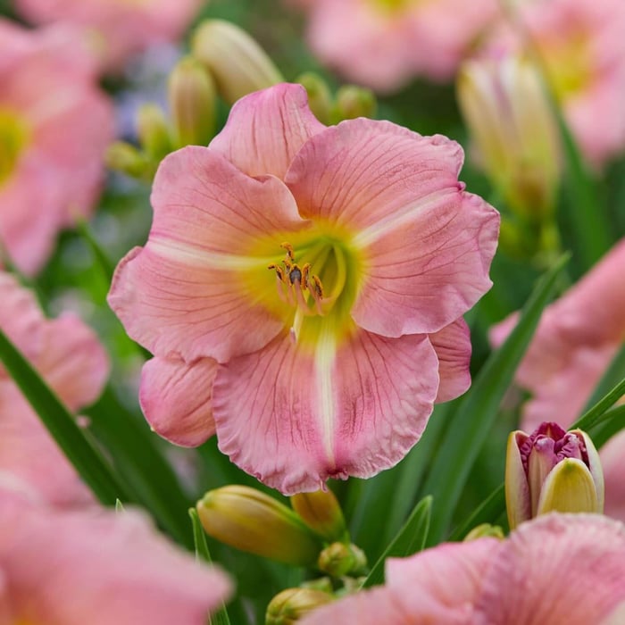 New-Flowers-for-Your 2020 Garden - Longfield Gardens