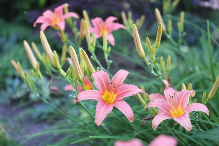 How and Why to Deadhead Flowers - Longfield Gardens