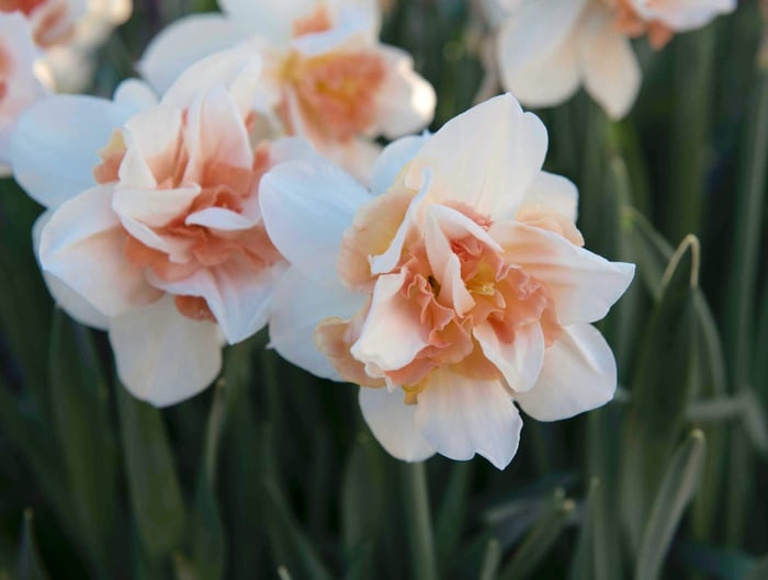 Discover the Beauty of Double Daffodils - Longfield Gardens