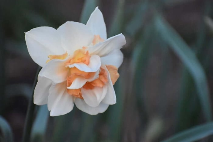 Tips for Using Daffodils as Cut Flowers - Longfield Gardens