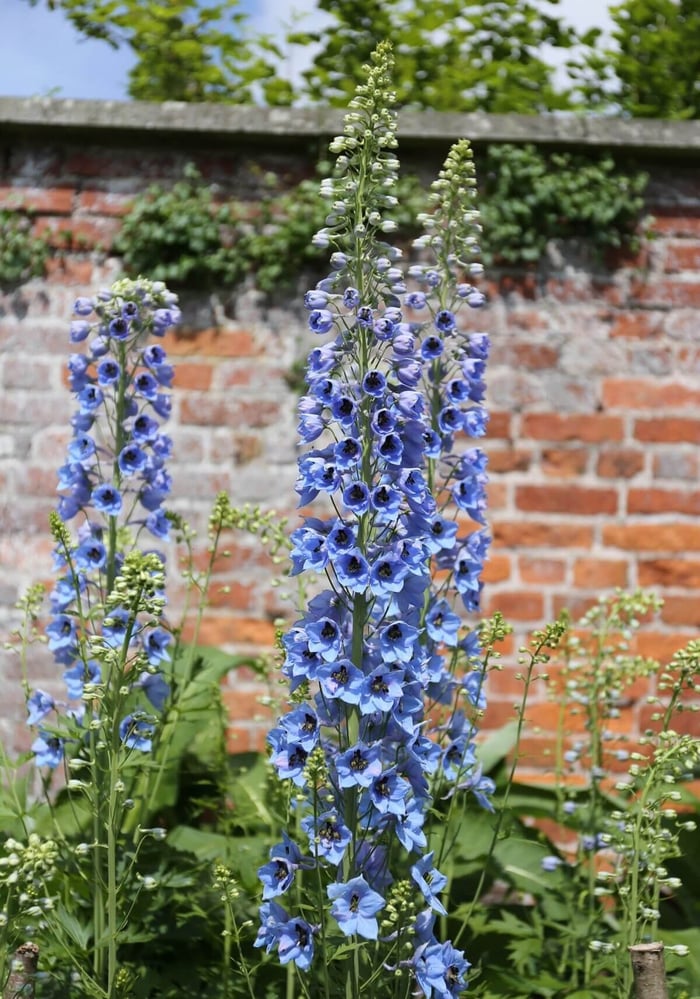 How to Use Blue Flowers in Your Garden - Longfield Gardens