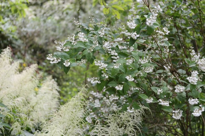 Spring Checklist for Flower Gardeners - Longfield Gardens