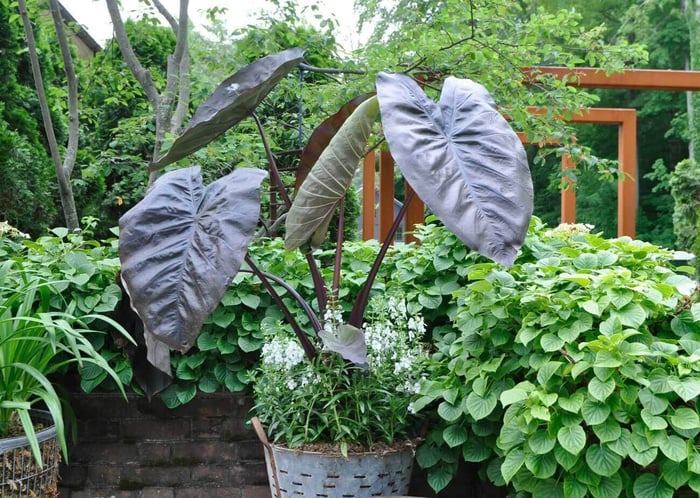 High Impact Container Gardens - Longfield Gardens