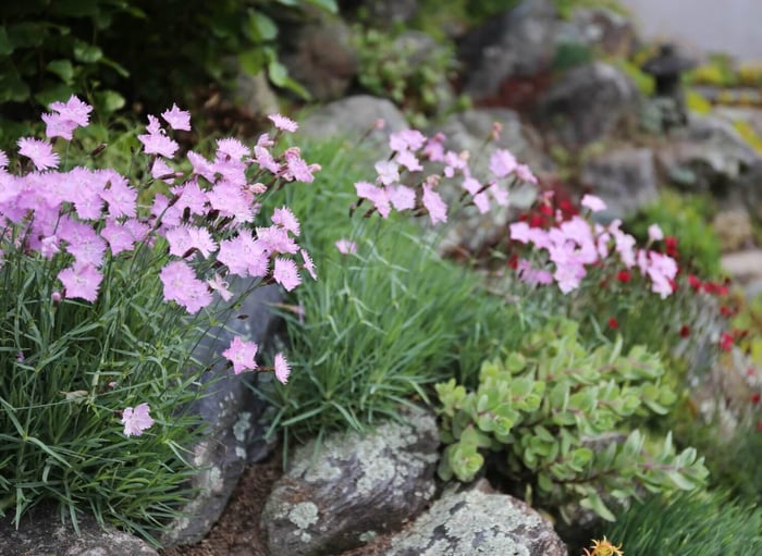 How and Why to Deadhead Flowers - Longfield Gardens