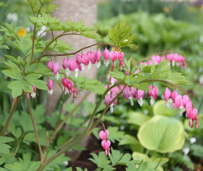 10 Easy Perennials for Shade - Longfield Gardens