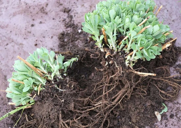 What to Know About Dividing Perennials - Longfield Gardens