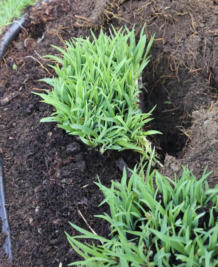 What to Know About Dividing Perennials - Longfield Gardens