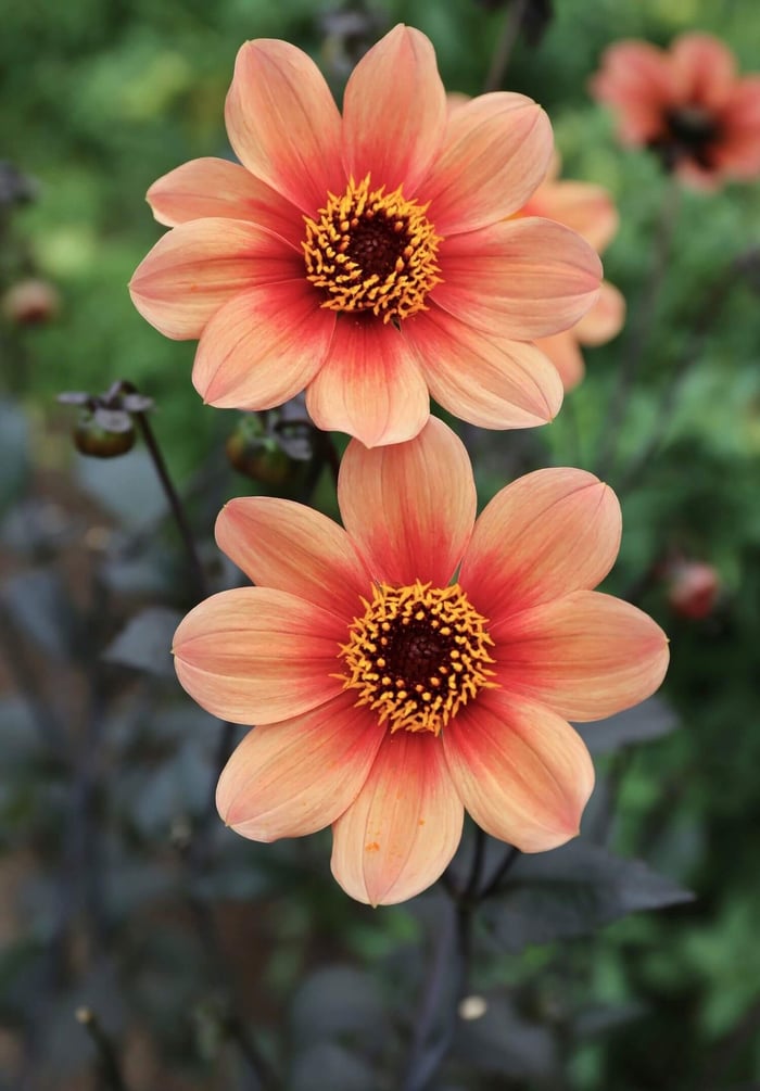 Five Star Plants for Your Garden Dahlia HS Date - Longfield Gardens