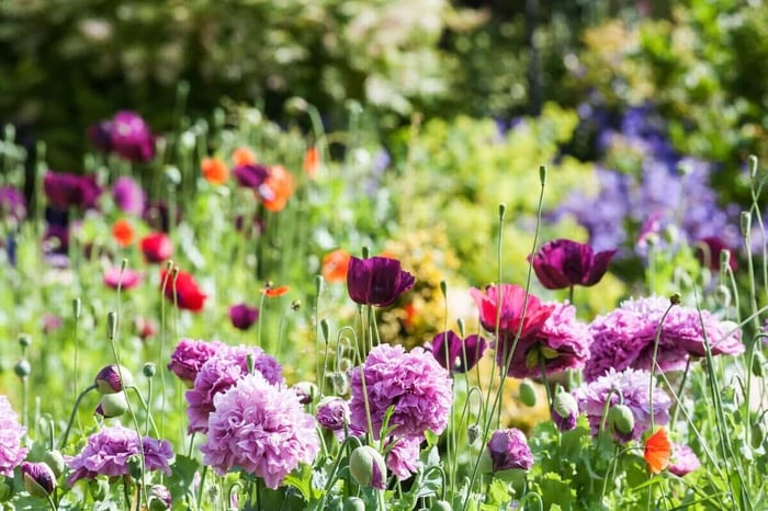 Design-Tips-for-Cottage-Gardens-Longfield-Gardens