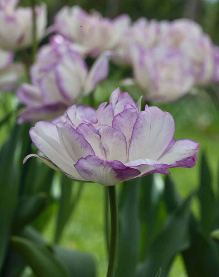 New-Flowers-for-your-Spring-Garden - Longfield Gardens