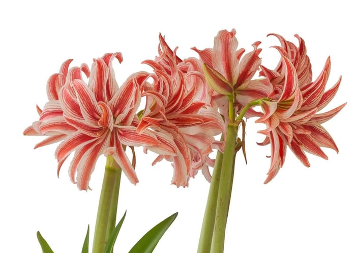 New Amaryllis for Mid-Winter Blooms - Longfield Gardens