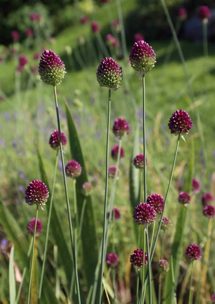 Planning Guide for Alliums - Longfield Gardens