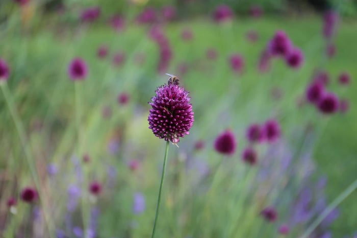 Tips for a More Bee Friendly Flower - Longfield-Gardens