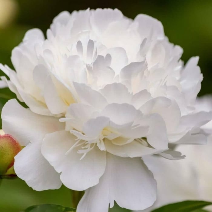 Tips for Using Peonies as Cut Flowers Longfield Gardens