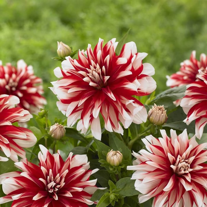 New Dahlias for 2023 - Longfield Gardens