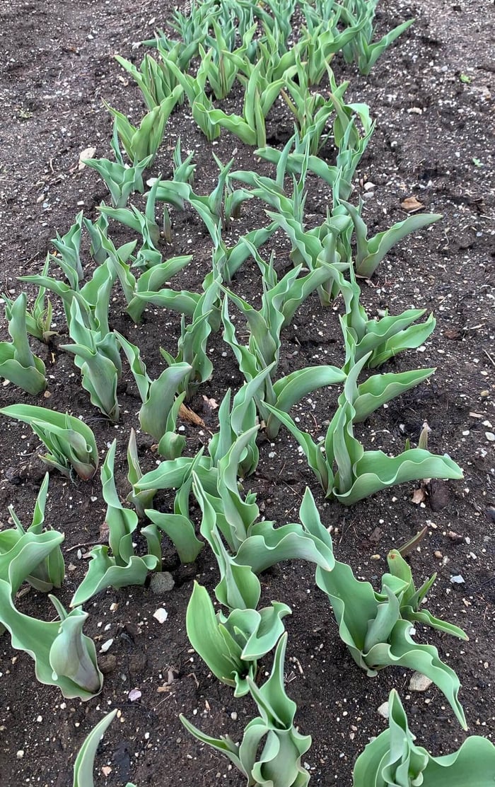 Flower Bulbs with Vegetables - Longfield Gardens