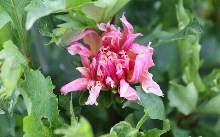 earwig-damage-IMG_6223